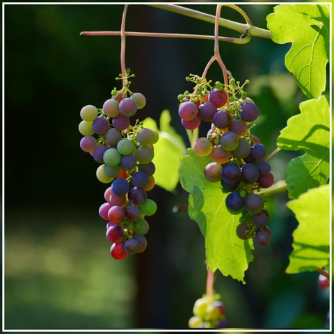 vitis, fruit桌布