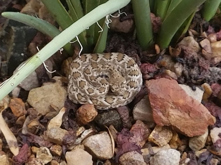 Mohave Rattlesnake