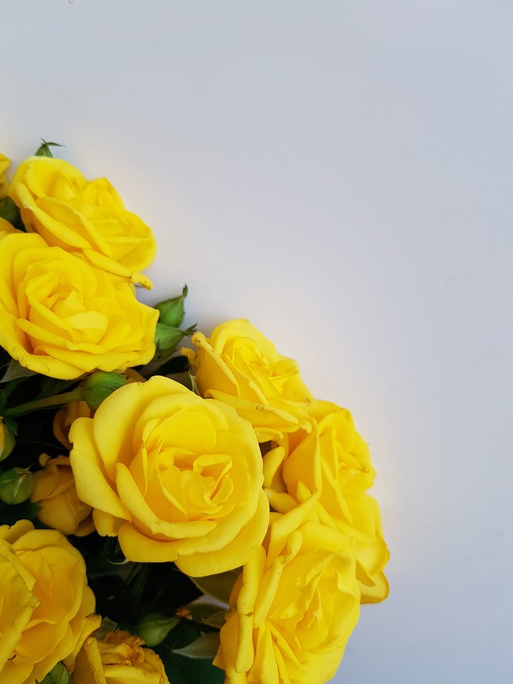 roses