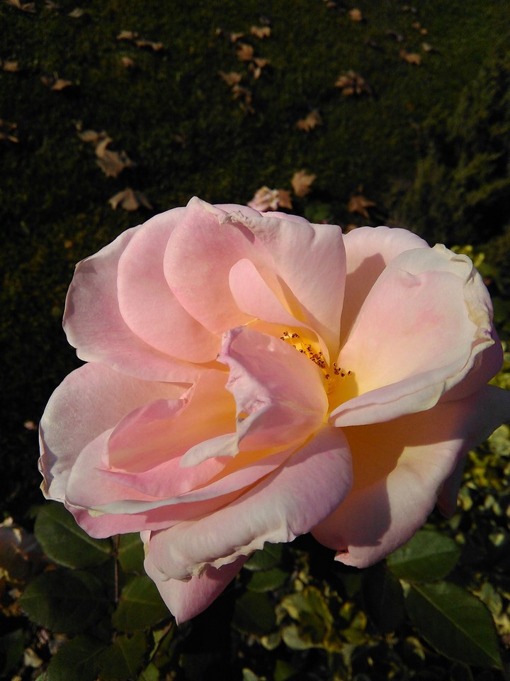 flor