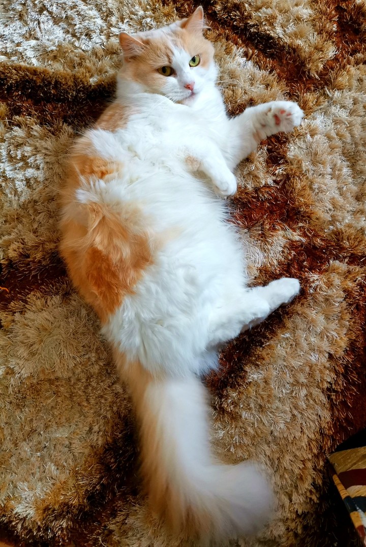 my cat