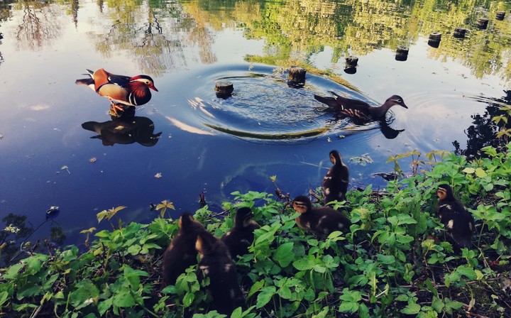 Pond