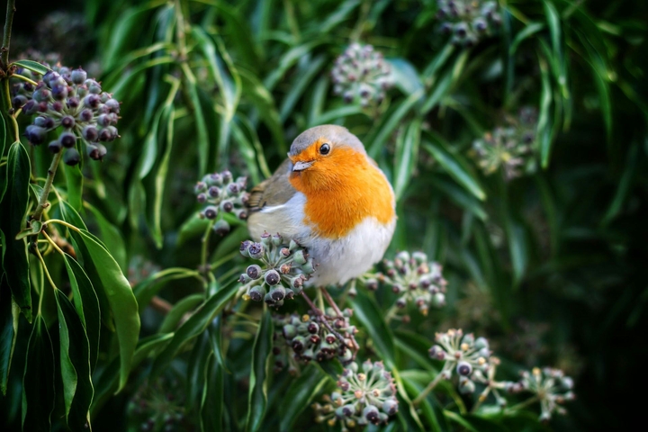 bird