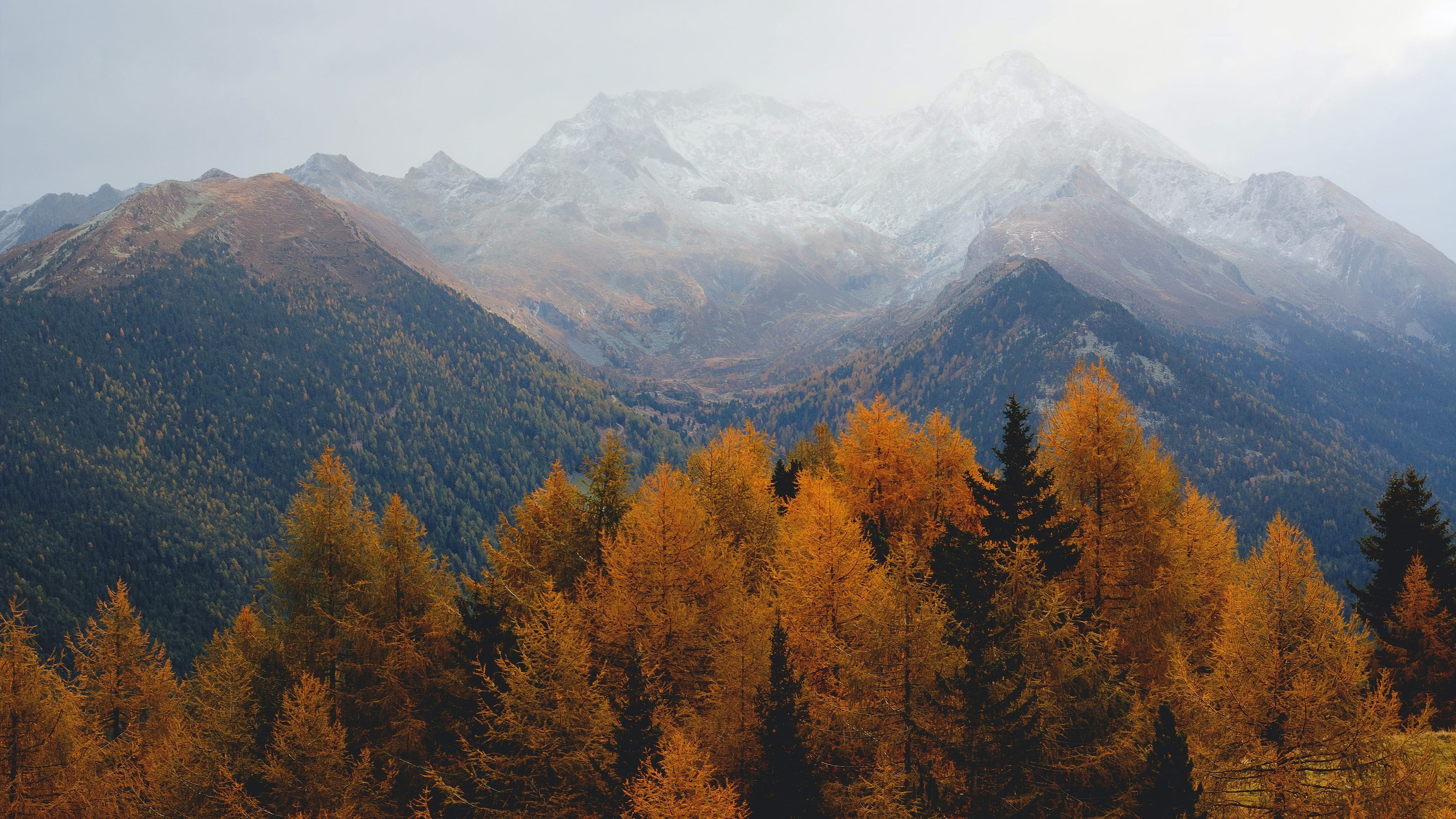 forest, Wilderness Hintergrundbilder