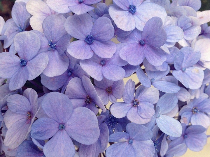 lavander