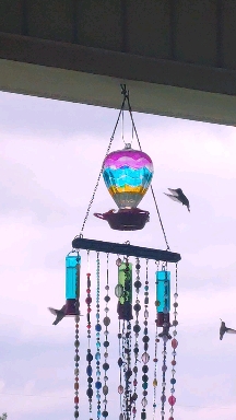 hummingbirds