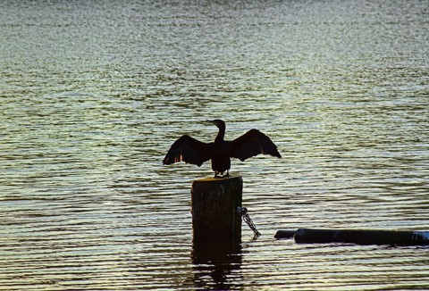 beak, Water Hintergrundbilder