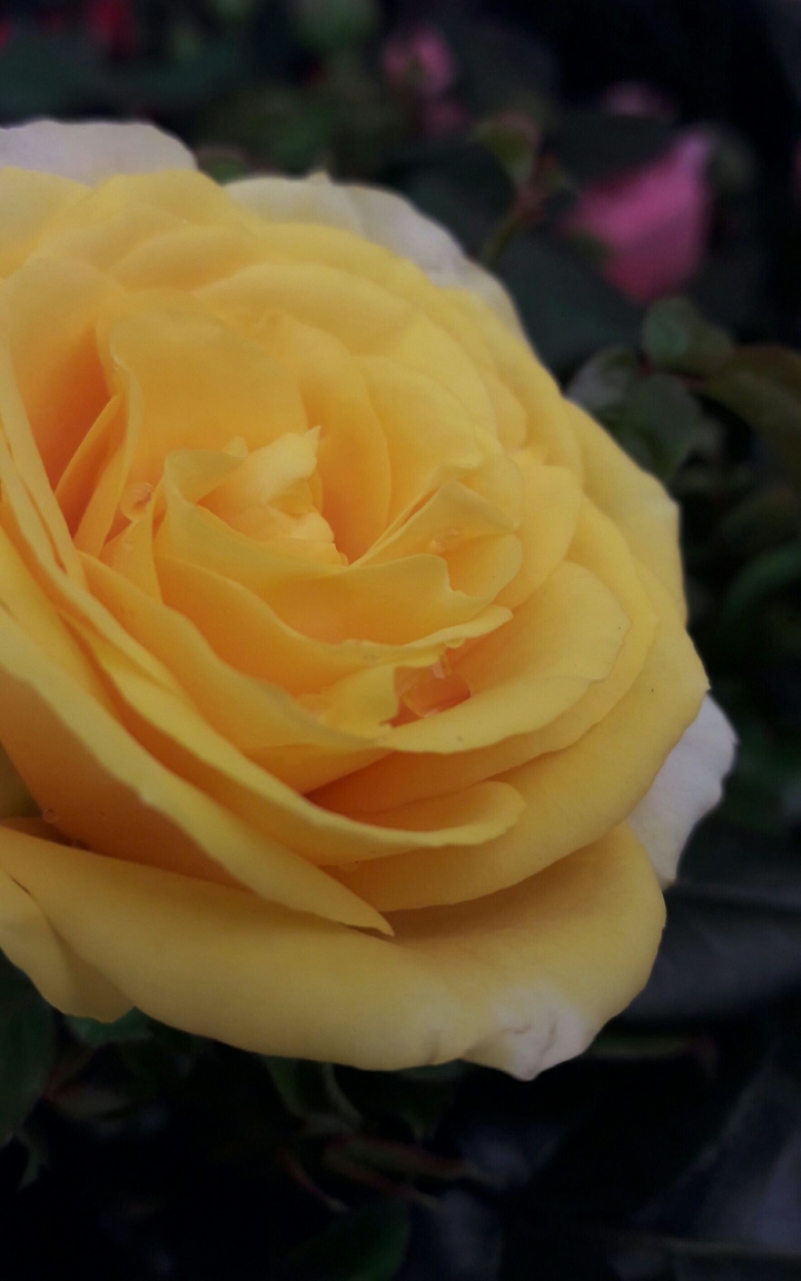 my rose