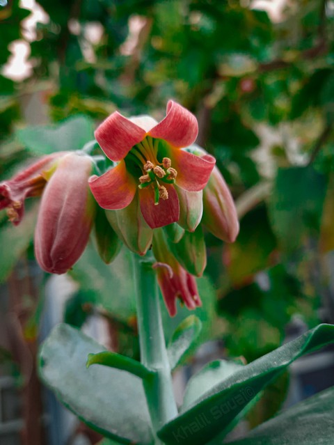 flower