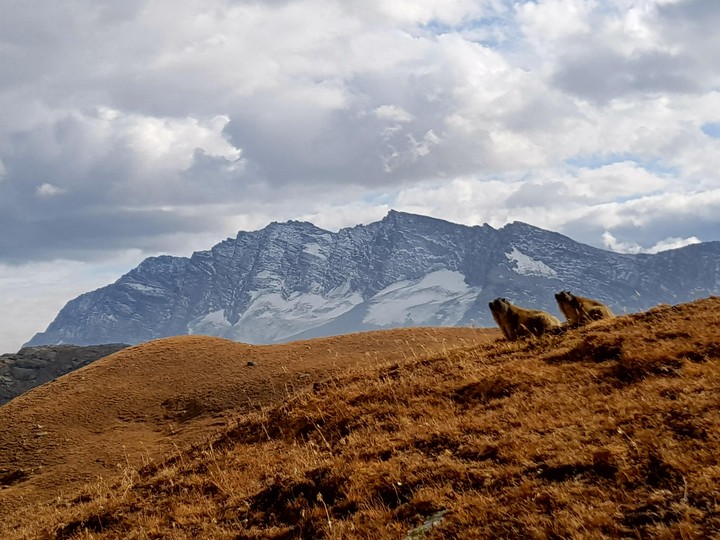marmots