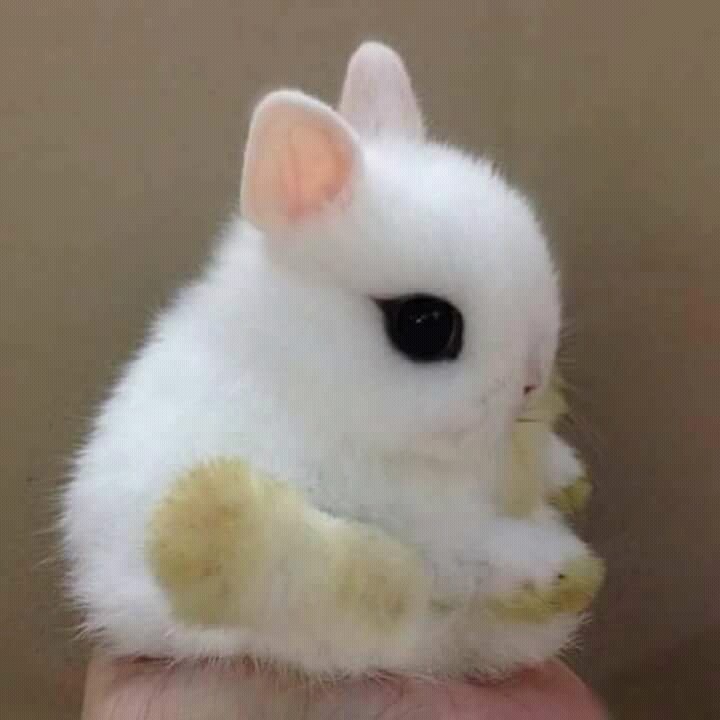 conejito