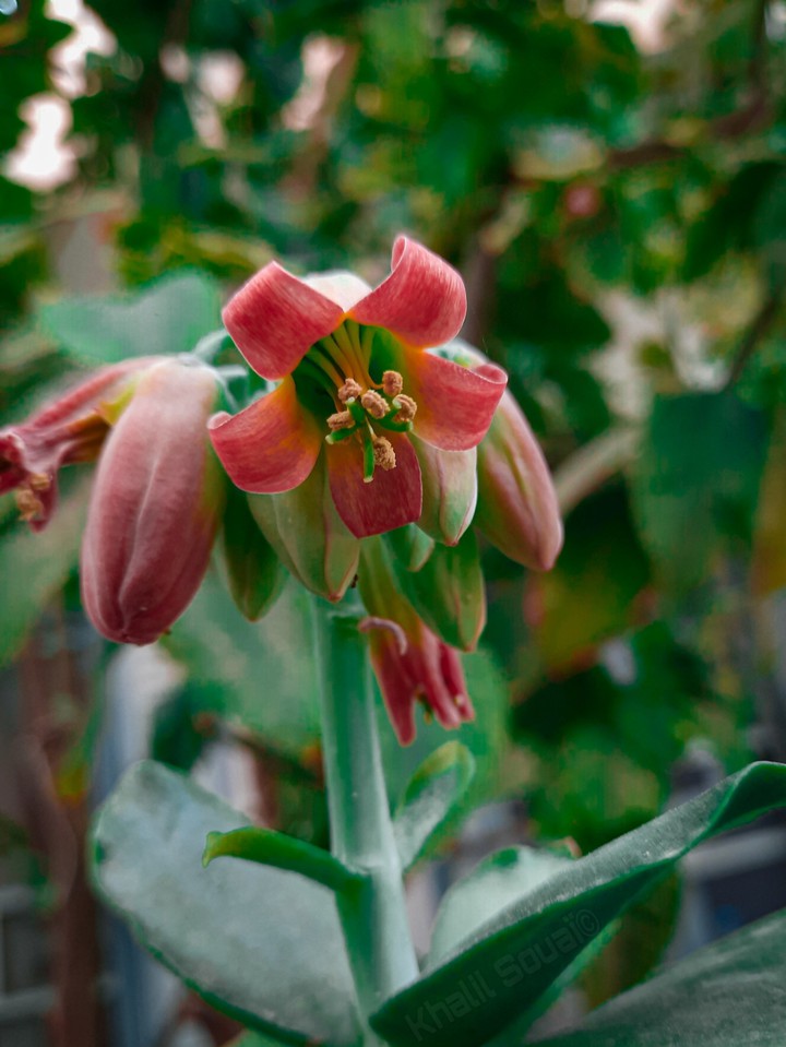 flower