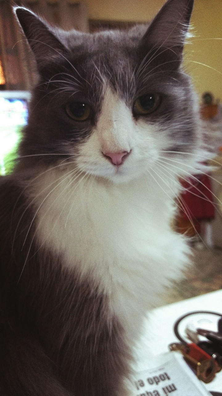 Lulu