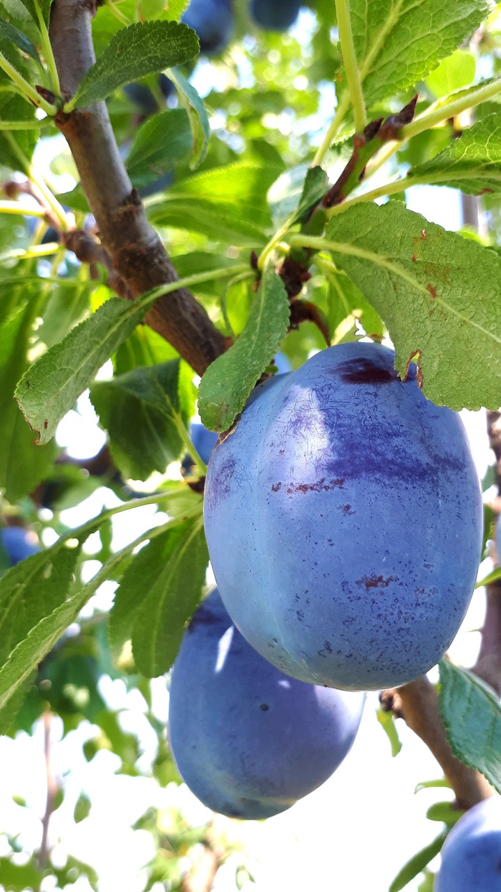 КМА. Сливы