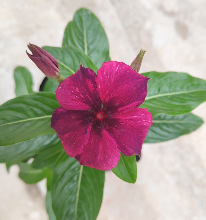 c roseus