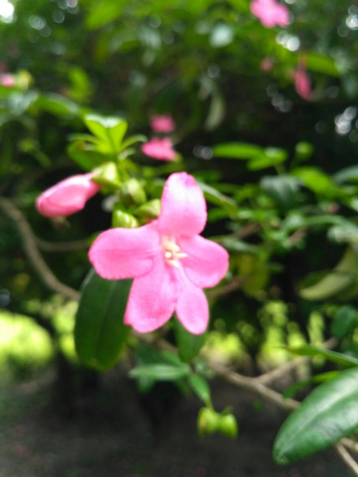 nature Beauty