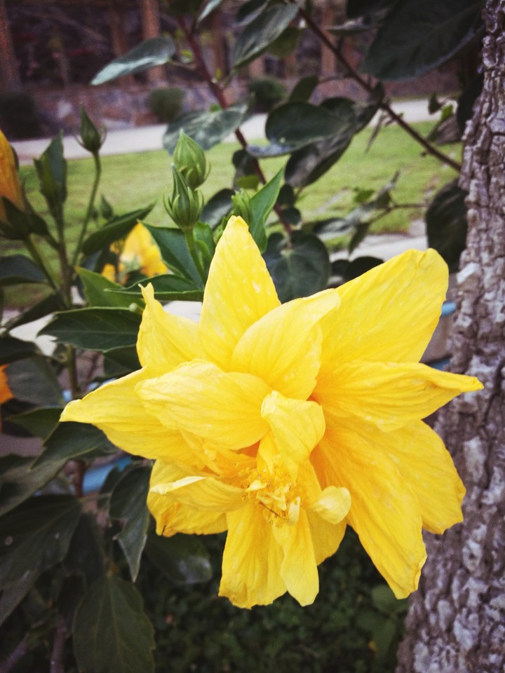morning sunshine