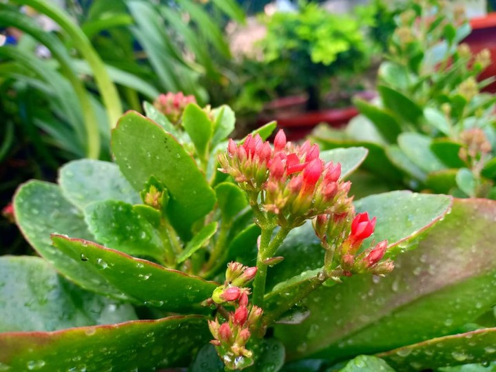 Flowering
