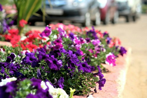 flower