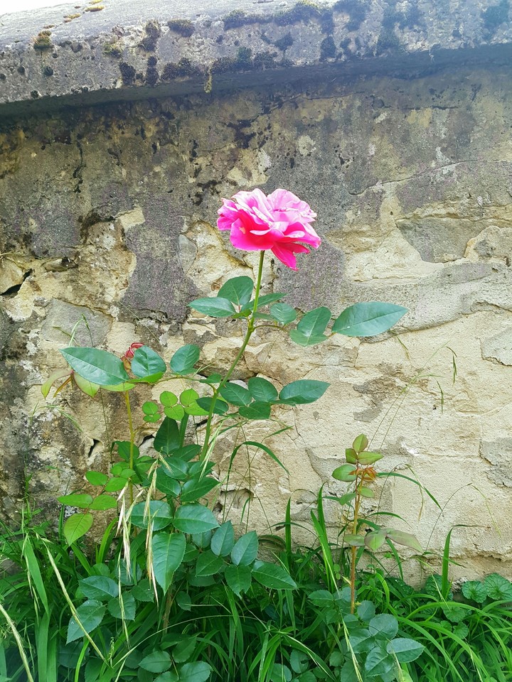 Lonely Rose