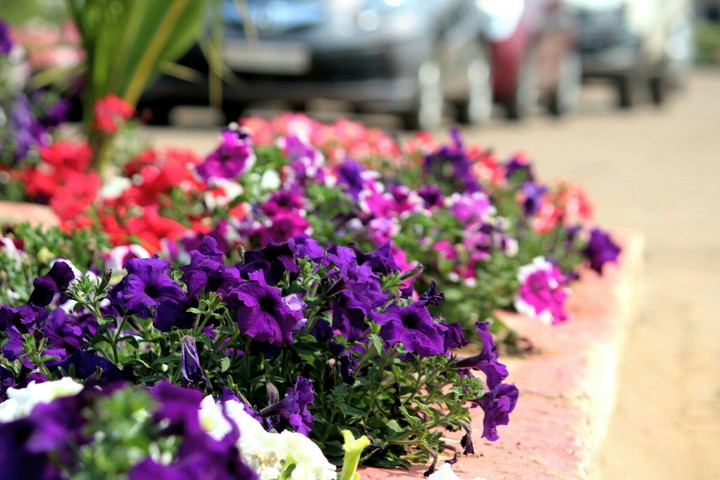 flower
