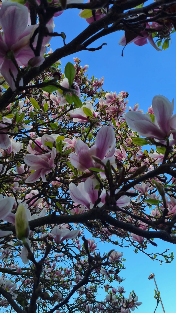 spring