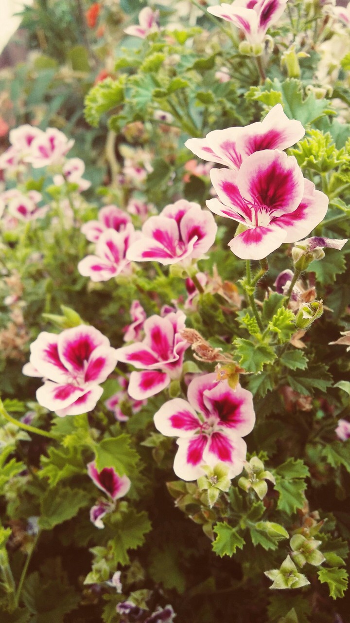 Summer pink flowers