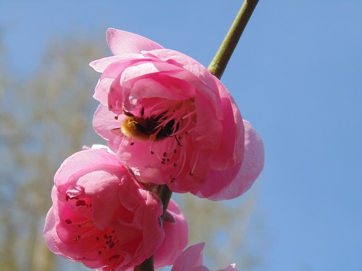 bumblebee stuck in the flower