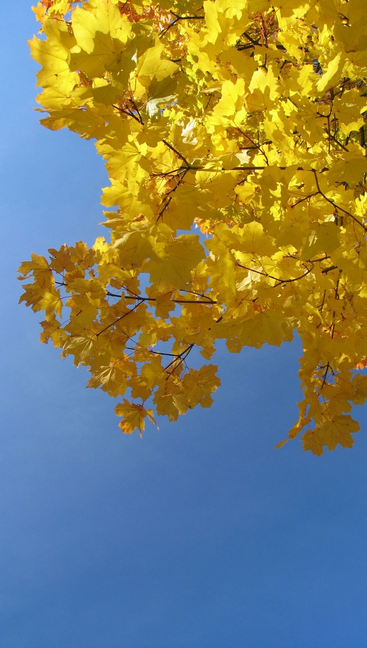 Spirit of autumn.