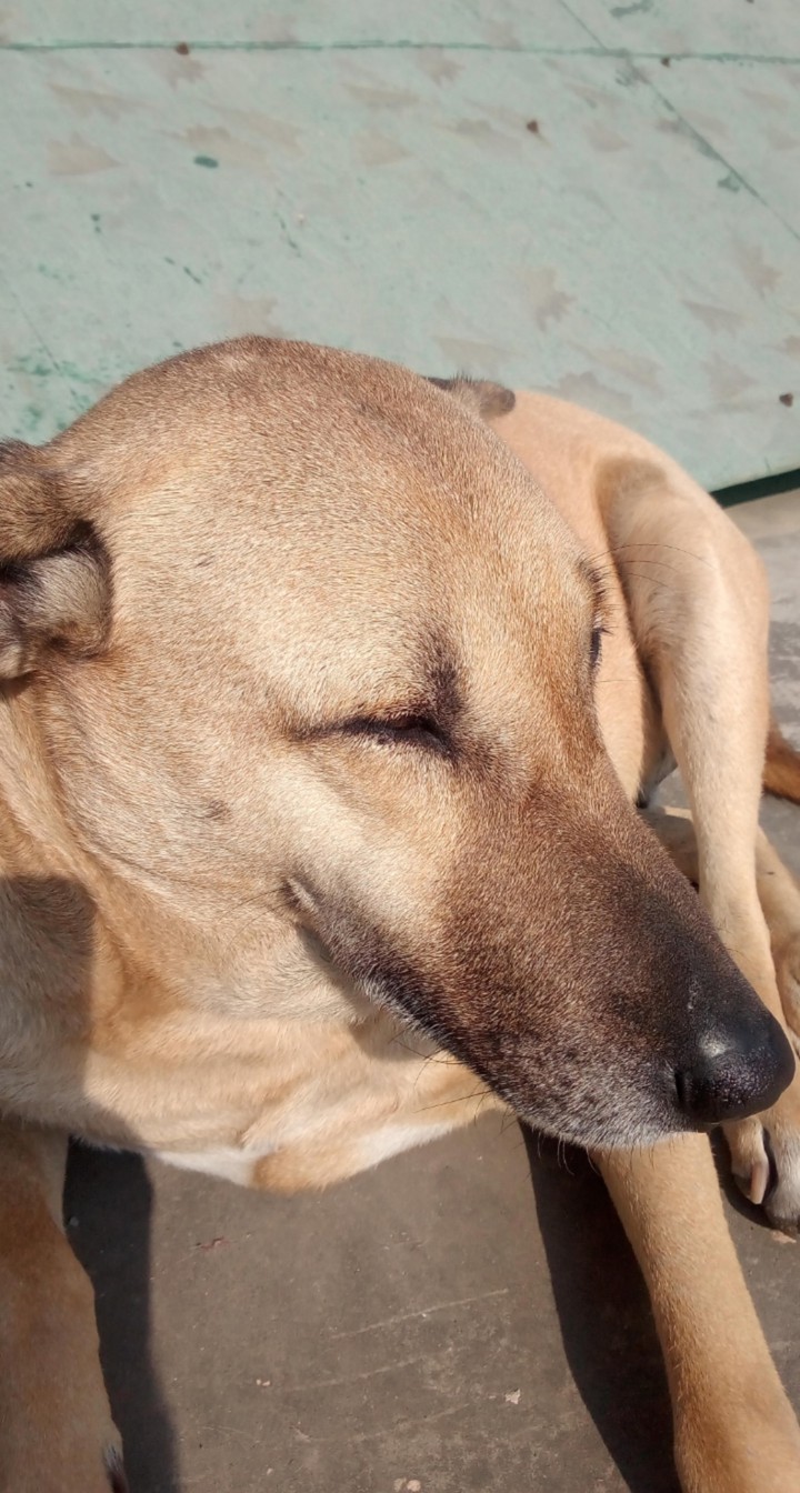 dog