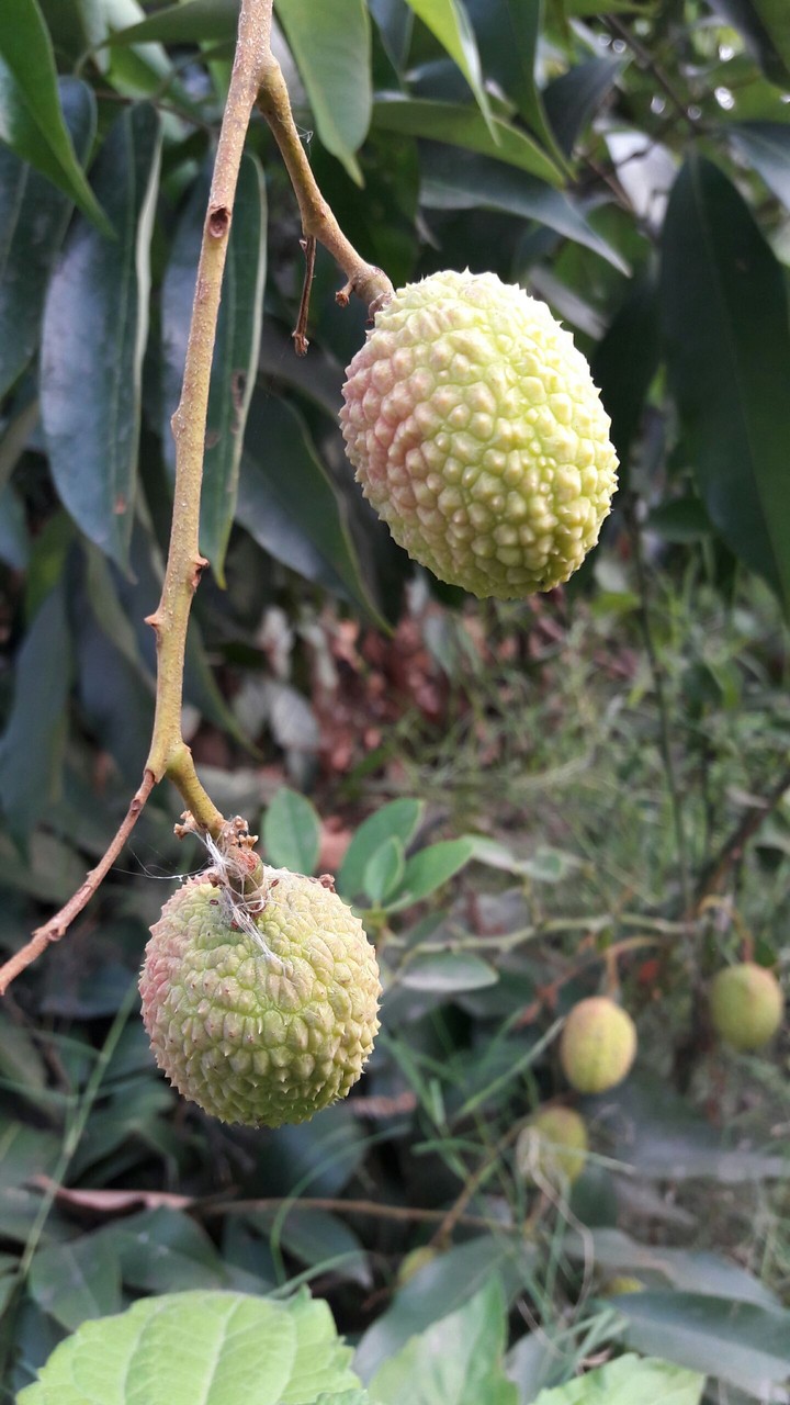 Half Ripe Litchi