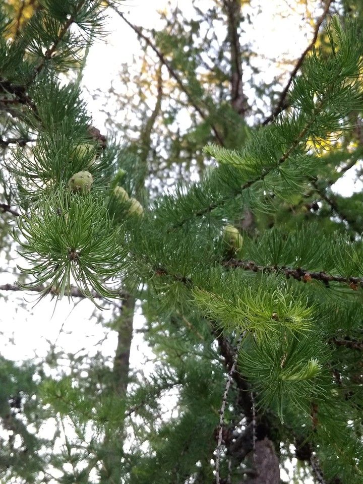 tree