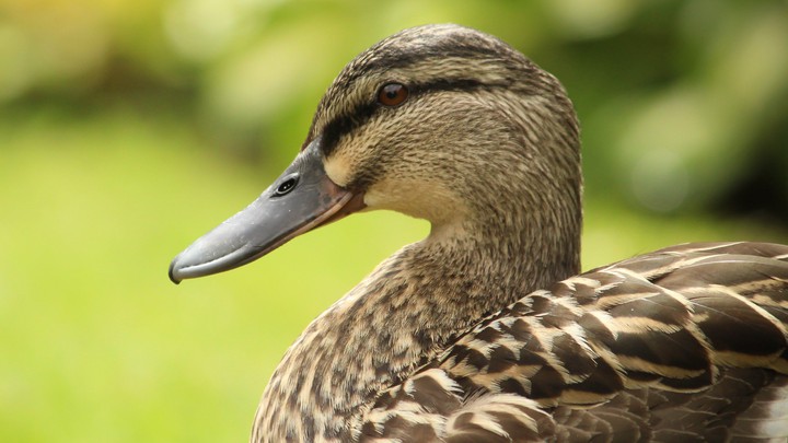 duck