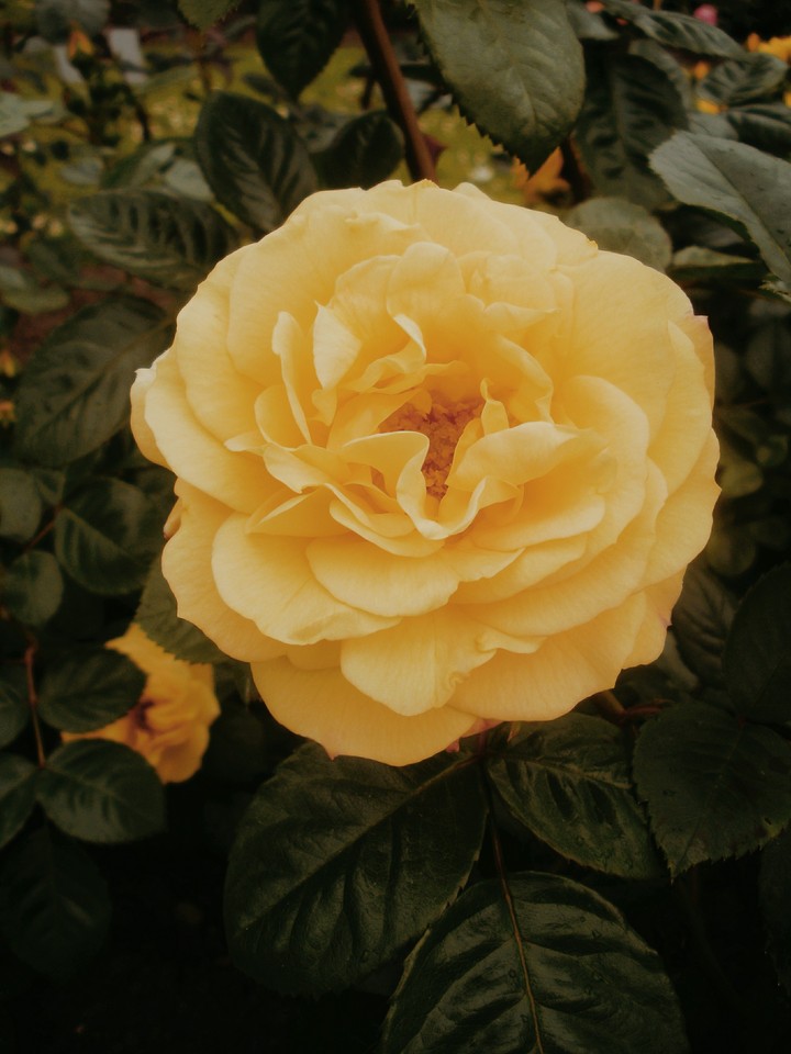 Yellow mood