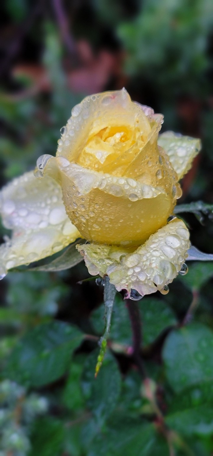 After the rain