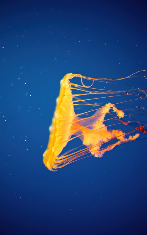 sfondi underwater, liquid
