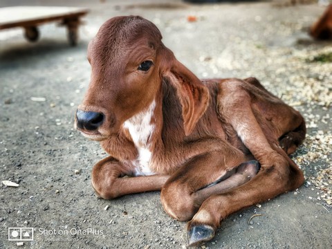 baby cow.