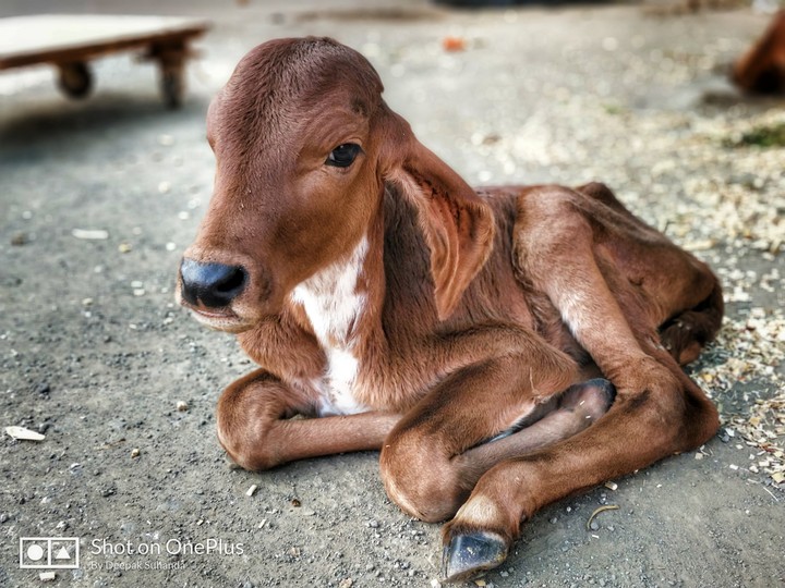 baby cow.