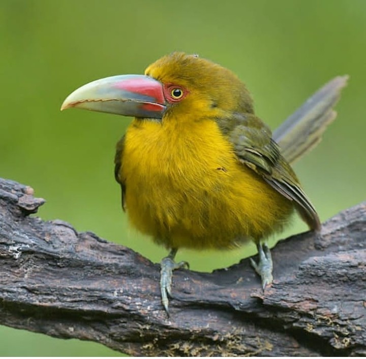 Bird