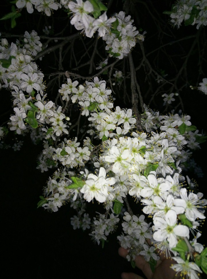 flowers