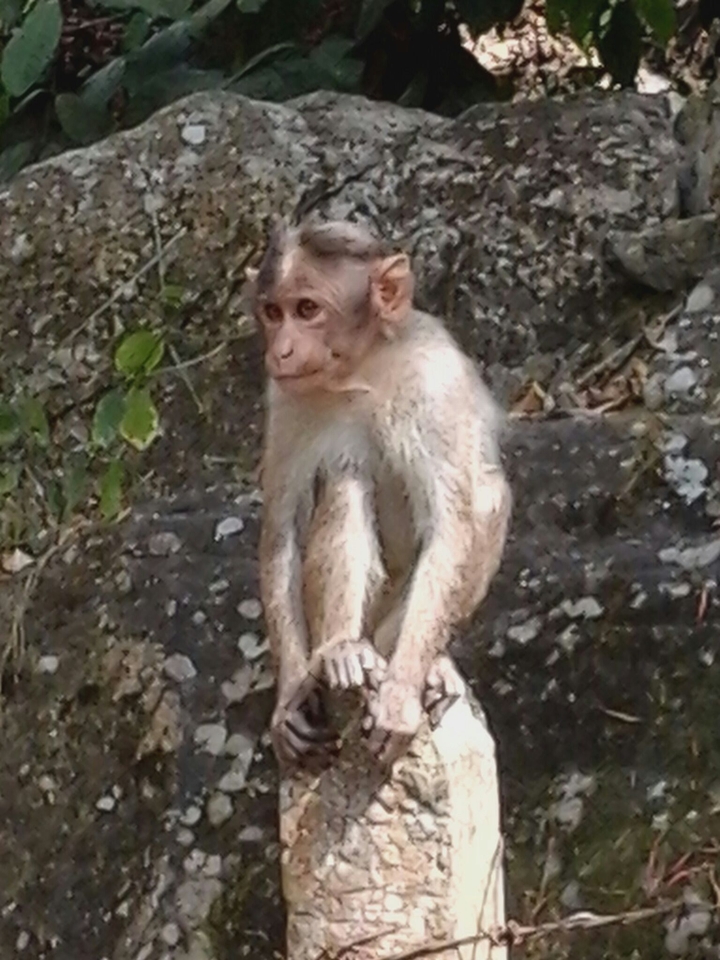 A monkey in the edakal cave