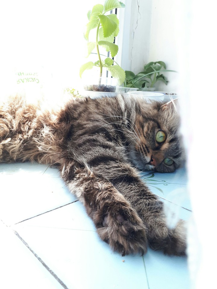 Maximilian