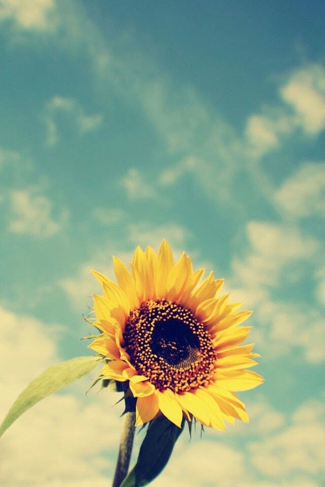 Girasol