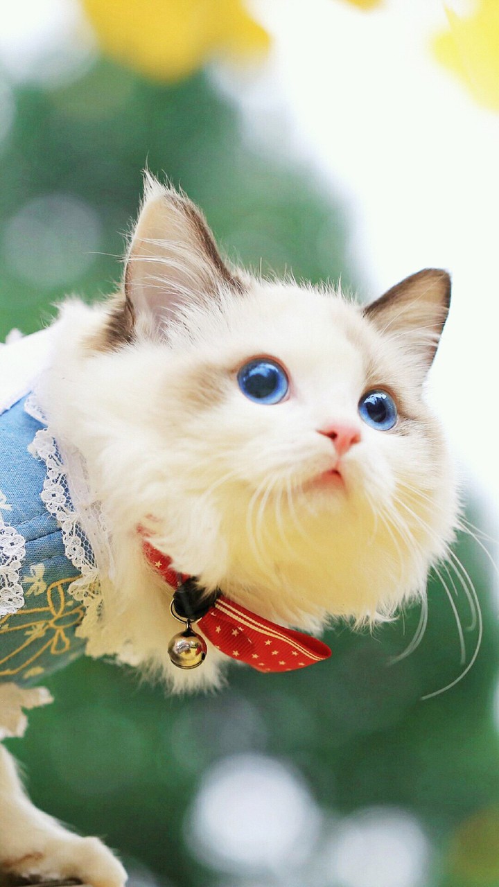 하양 고양이