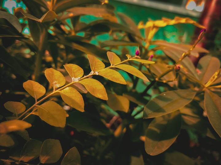 Leaf