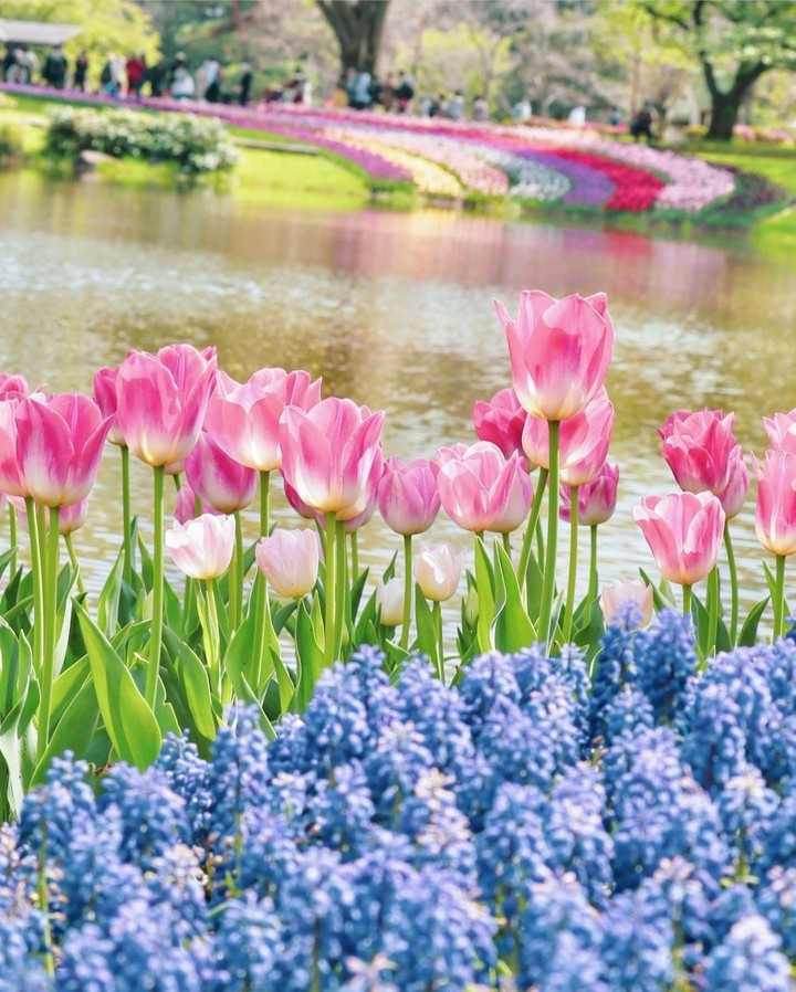 tulips ❤❤