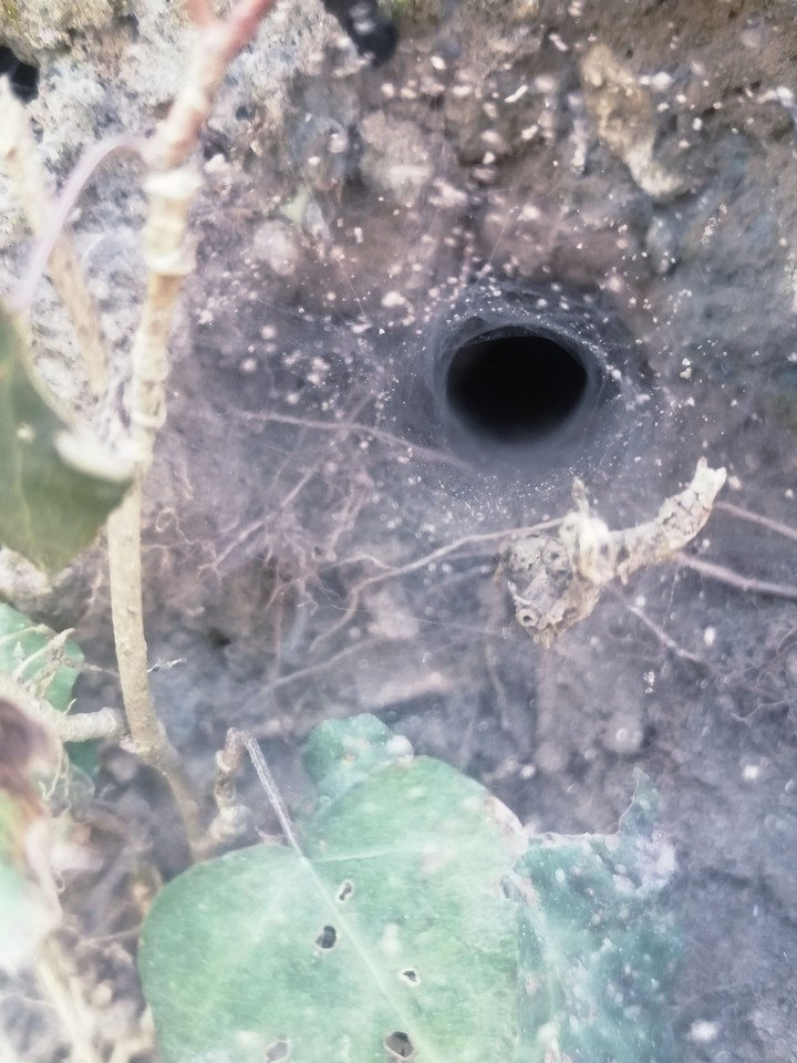 Giant Spider cave