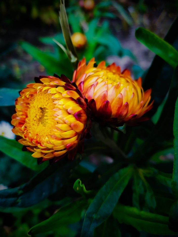 flowers