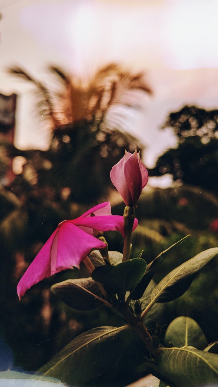 Ambient