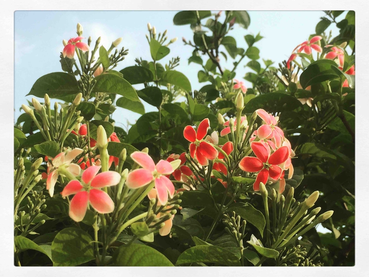 flowers